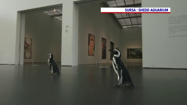 Doi pinguini au vizitat Muzeul de Artă Contemporană din Chicago. Ce spun îngrijitorii
