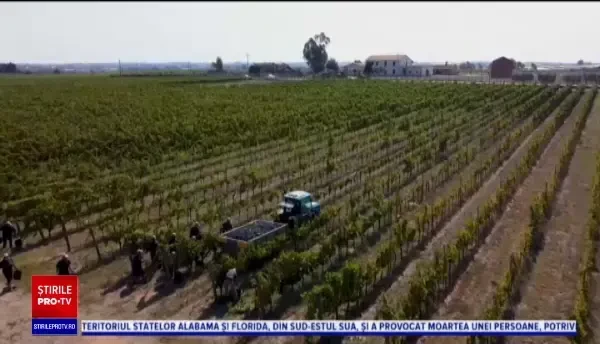 Reguli speciale pentru culesul strugurilor în Italia. „Munca noastră s-a schimbat mult”