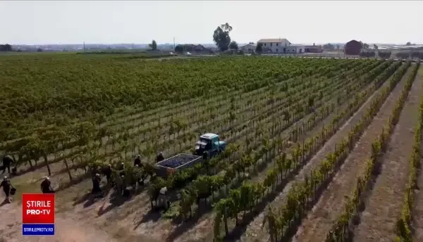 Reguli speciale pentru culesul strugurilor în Italia. „Munca noastră s-a schimbat mult”