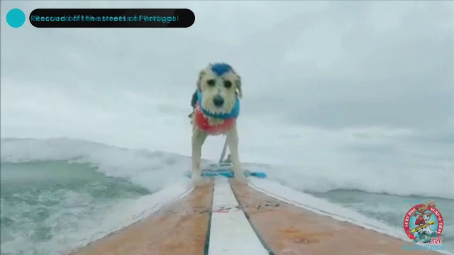 Concurs în California. S-a acordat premiul pentru cel mai bun câine care face surf