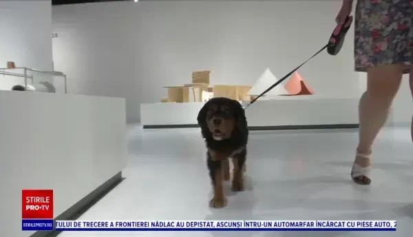 Expoziţie cu creaţii arhitecturale pentru câini, la Londra. Cum au reacționat animalele