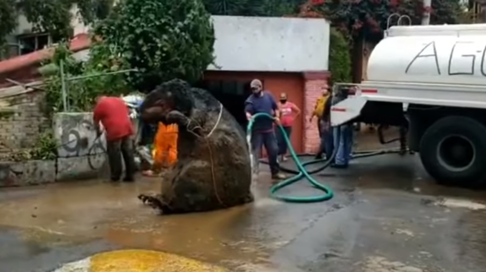 Muncitorii din capitala mexicană, îngroziți după ce au văzut un ”șobolan gigant” din gunoaie