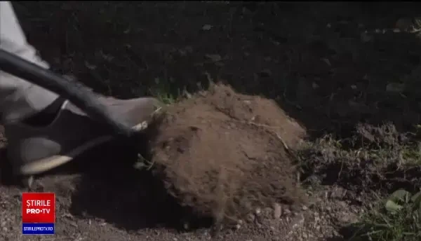 Castelul Peleș are nevoie urgent de reparații. Grădinile vor fi reabilitate primele