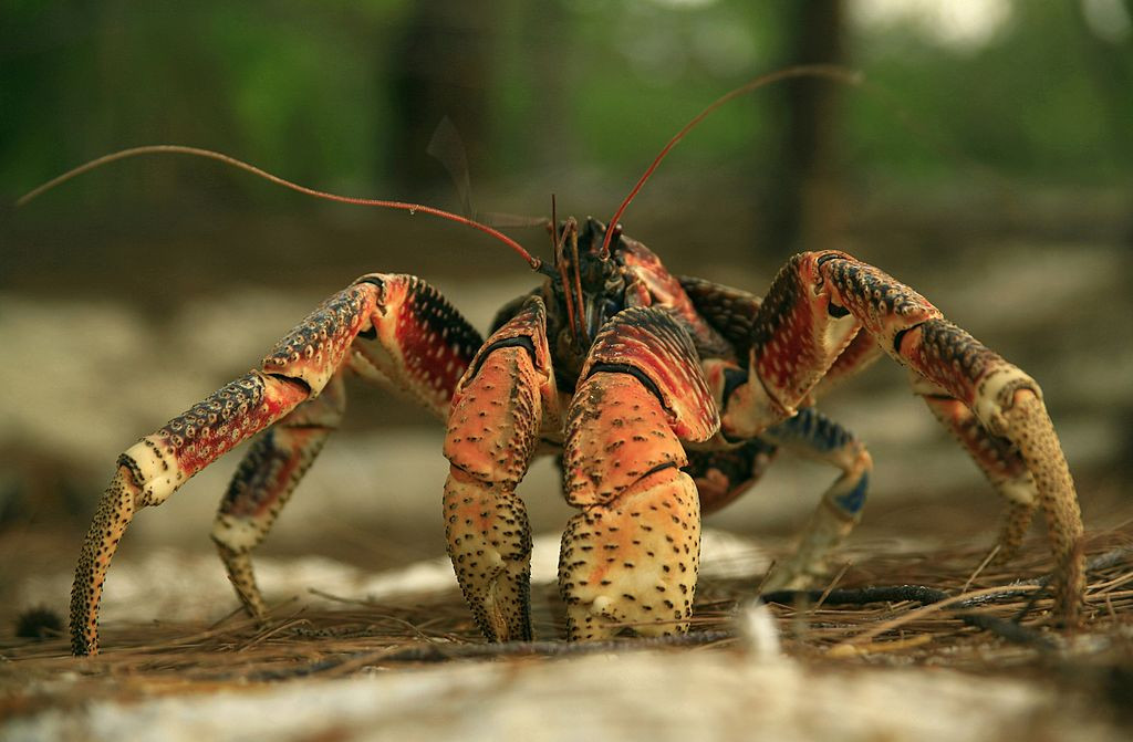 Scene desprinse din filmele de groază, după ce zeci de crabi uriași au invadat un camping. FOTO
