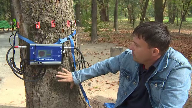 Copacii pot fi salvați cu un tomograf special. Cum funcționează aparatul, folosit şi în România