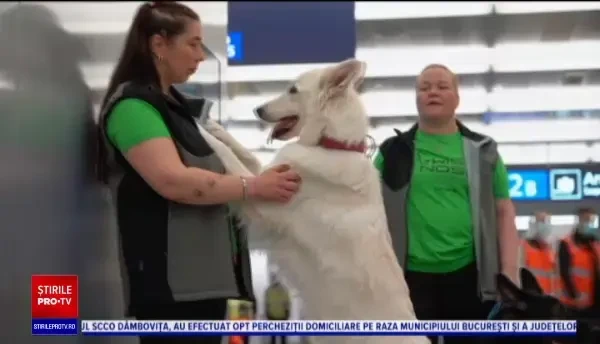 Țara din Europa care folosește câini antrenați pe aeroport pentru a depista pasagerii infectați cu SARS-CoV-2