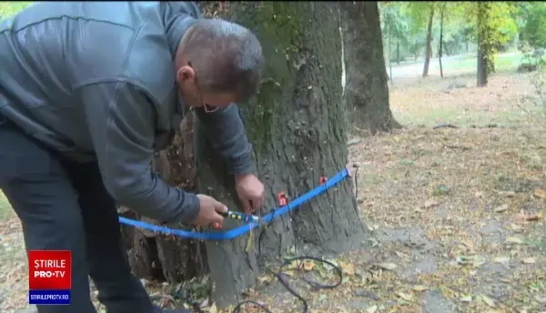 Copacii pot fi salvați cu un tomograf special. Cum funcționează aparatul, folosit şi în România