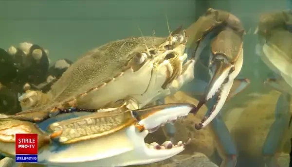 Primul crab albastru aclimatizat în Marea Neagră. Ce spun cercetătorii