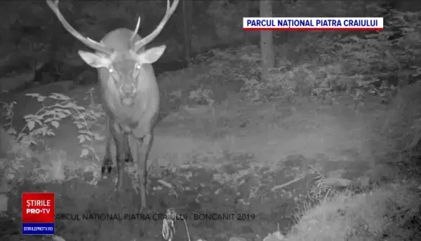 Ce este "bocănitul cerbilor", spectacolul uimitor ce se desfășoară zilele acestea în pădurile României