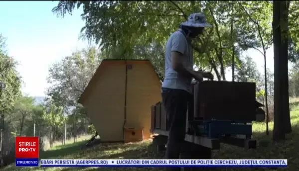 Ce probleme de sănătate poate să vindece terapia prin zumzet de albine