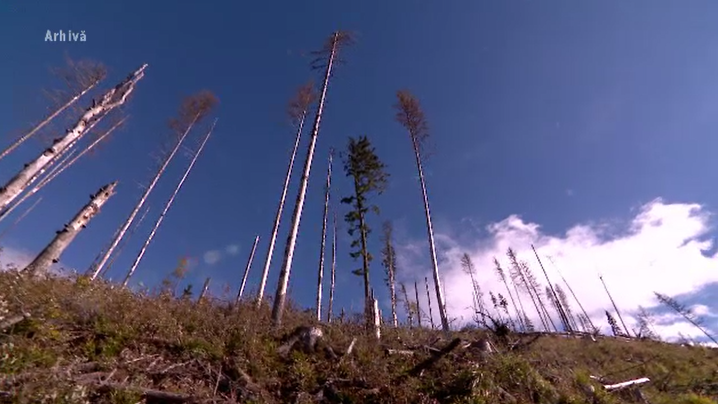 Mai mulți angajați ai unor ocoale silvice din Gorj, reținuți într-un dosar ce vizează defrișarea ilegală