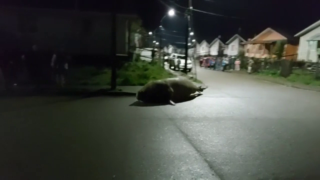 Creatura care a apărut în mijlocul unui oraș. Localnicii au fost complet surprinși