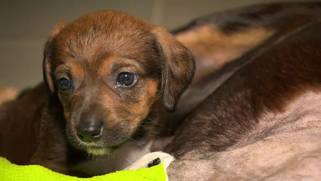 Poliția Animalelor, înființată în curând în România. Ce rol va avea și când va putea interveni