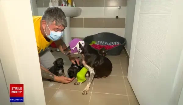 Poliția Animalelor, înființată în curând în România. Ce rol va avea și când va putea interveni