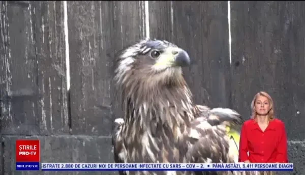 Braconierii au început să facă comerţ cu păsări rare. Cât pot obţine pe un codalb