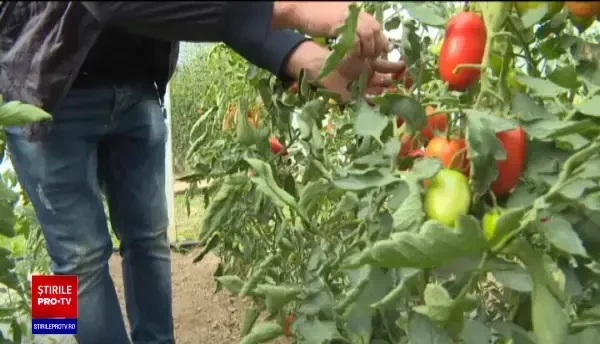 Roşiile româneşti se vor scumpi în sezonul rece. Ministerul Agriculturii renunță la programul ”Tomata”