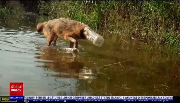 VIDEO. Un șacal are capul blocat într-un bidon, din cauza deșeurilor aruncate de oameni