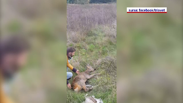 Căprior rătăcit, rămas blocat într-o grădină din Botoșani. Cum a ajuns acolo