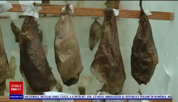 Proiectul „Petale zburătoare” s-a mutat pe internet. Cum poți admira zeci de fluturi aduși la Cluj din Asia şi America de Sud