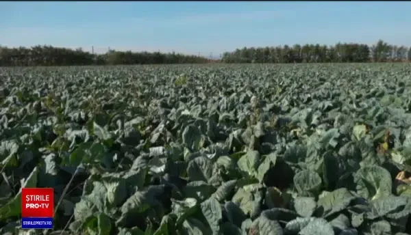 Avem o producţie record de varză, dar nu are cine să o cumpere. "Nu mai ţine lumea butoaie"