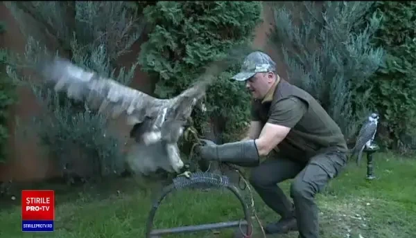 Vânătoarea cu pasări de pradă a putea fi legalizată în România. Cu cât poate fi cumpărat șoim polar