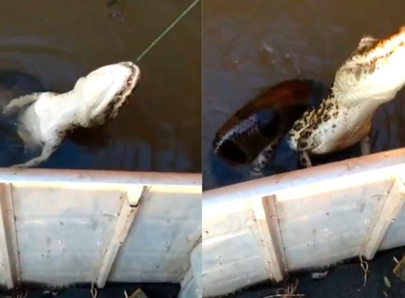 Imaginile care fac înconjurul lumii. Ce a descoperit un pescar când a scos din apă un aligator