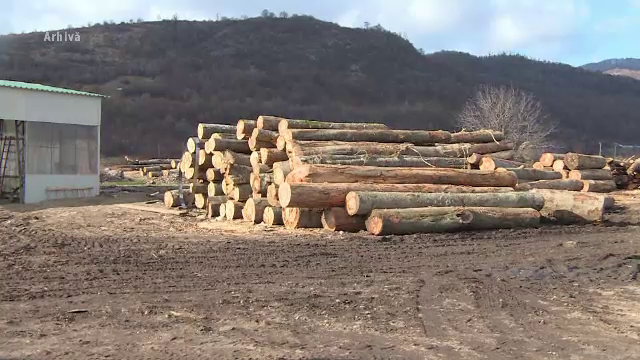 Noi rețineri în dosarul ”Mafia Pădurilor” din Gorj. Un pădurar ar fi primit șpagă o mașină de lux, cu toate taxele plătite