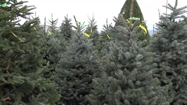 Primul Crăciun din pandemie. Cât vor costa brazii anul acesta