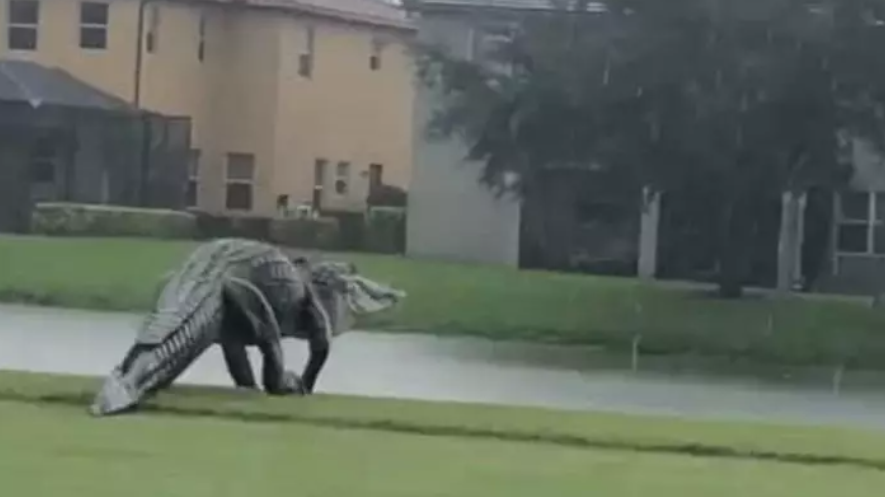 Un aligator gigantic a fost filmat pe o stradă din Florida