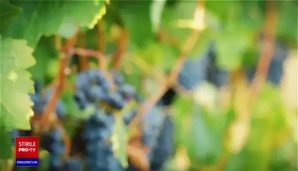 (P) Vinul tău din Via Ta. Fii creatorul propriului tău vin, o nouă experiență, acum în România.