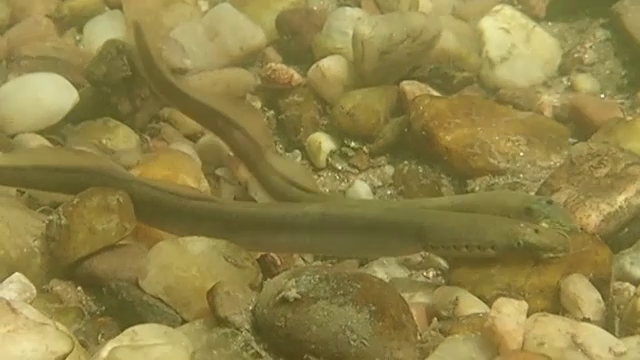 O specie de pește pe cale de dispariție, surprinsă de biologi în partea superioară a Mureşului