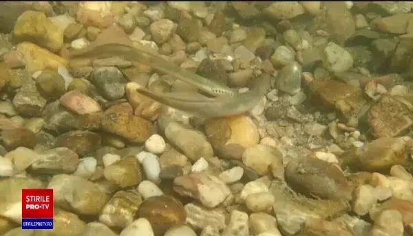 O specie de pește pe cale de dispariție, surprinsă de biologi în partea superioară a Mureşului