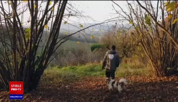 A început vânătoarea de trufe în pădurile din Italia. Cât ajunge să coste un kilogram