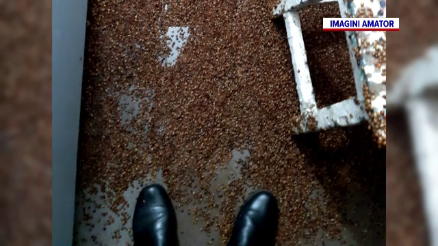 Comună din Bacău, invadată de buburuze venite din Asia. Oamenii sunt disperați