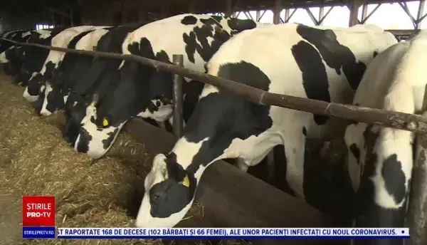 Vești bune pentru fermierii care cresc vaci. Ministerul Agriculturii vrea să reia programul "Cornul și laptele"