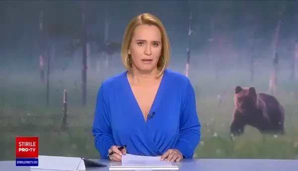 Cum a reușit un urs să intre în Cabana Omu din Bucegi, închisă pentru turiști