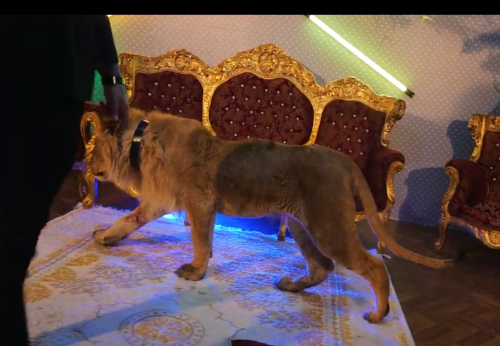 dani mocanu leu ranit