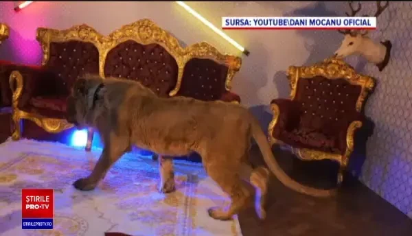 Dani Mocanu, din nou în vizorul anchetatorilor, pentru videoclipul în care apare cu un leu rănit