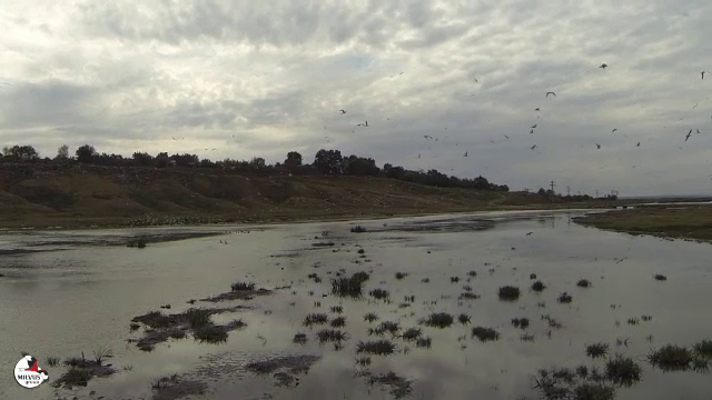 Sezonul de vânătoare la două specii de păsări, suspendat de instanță. Ce reclamau activiștii