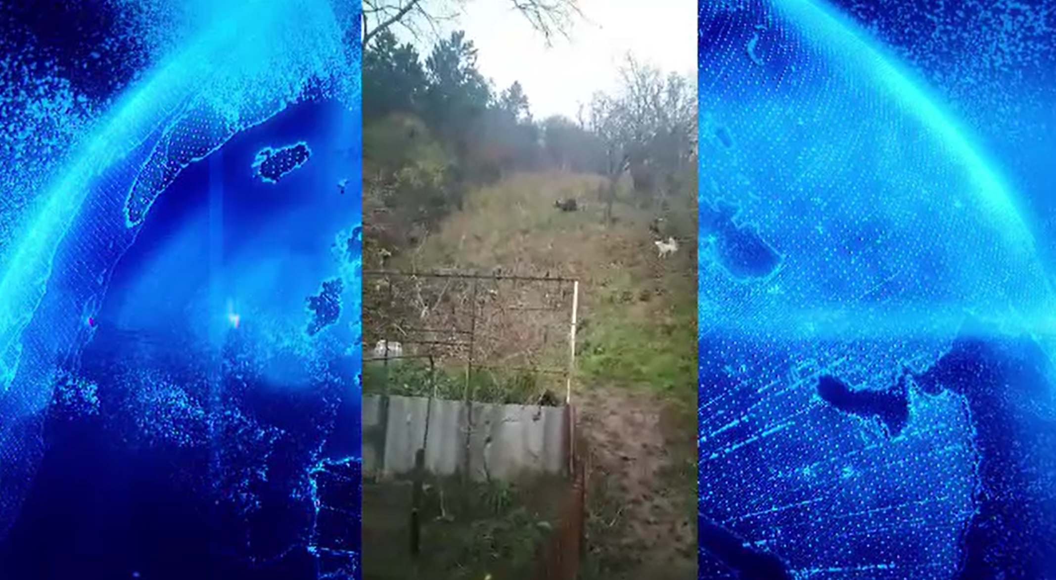 Cetățenii din Târgu Mureș, avertizați prin RO-Alert după ce un urs a fost văzut în oraș