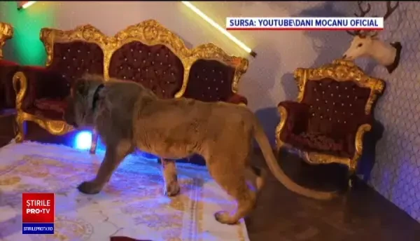 Dani Mocanu a promis că le arată fanilor leul, dar i-a păcălit. Clipul său a ajuns însă numărul 1 în trending pe YouTube