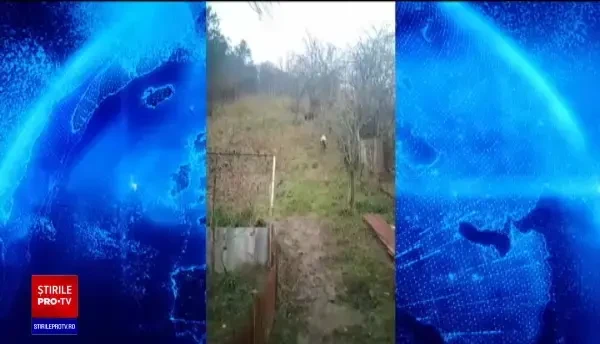 Cetățenii din Târgu Mureș, avertizați prin RO-Alert după ce un urs a fost văzut în oraș