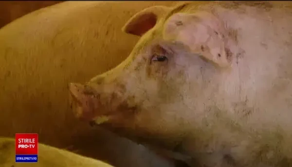 Carnea de porc va fi mai ieftină de Crăciun. În toată Europa este excedent de carne