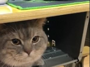 O elevă din China şi-a luat pisica la şcoală şi a ascuns-o în bancă. Ce a urmat. VIDEO