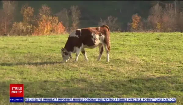 Comuna Roșia este de un pitoresc aproape ireal. În zonă puteți vizita Peștera cu Cristale