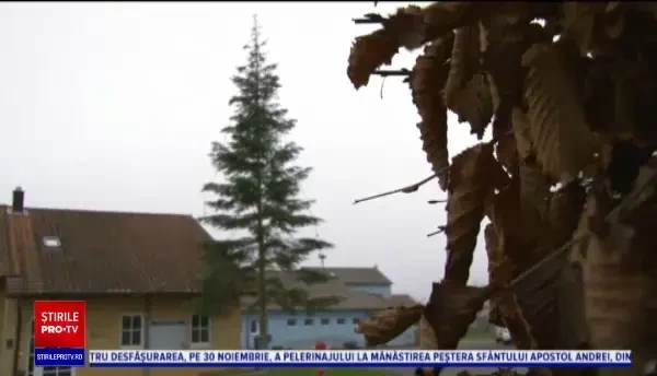 Localitatea cu cel mai „urâți” pomi de Crăciun. „Parcă ar avea coronavirus”