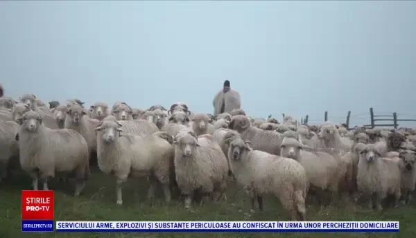Peisaje de poveste, la Mărginimea Sibiului. ”Este atmosfera asta a satului, liniștea, timpul care curge mai încet”