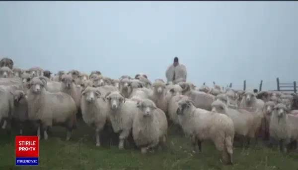 Peisaje de poveste, la Mărginimea Sibiului. ”Este atmosfera asta a satului, liniștea, timpul care curge mai încet”