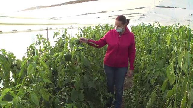 Asocierea în cooperative își scutește pe fermieri de taxe, dar românii se feresc de asta pentru că ”e din trecut”