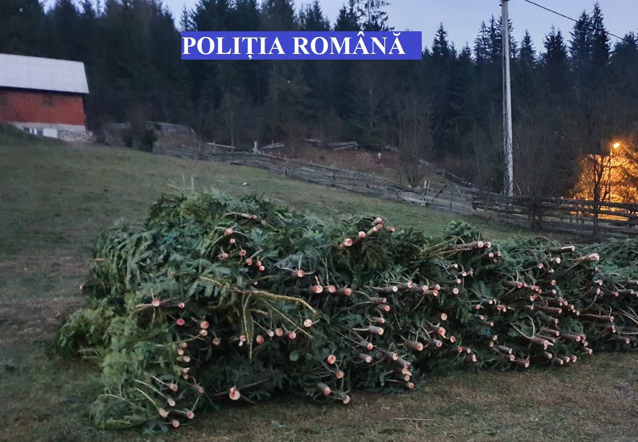 Un bărbat a tăiat ilegal sute de brazi și i-a vândut. Câți bani avea când l-au prins polițiștii
